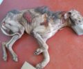 Αλεποχώρι: Εξόντωσε σέρνοντας με το μηχανάκι το σκελετωμένο σκυλί