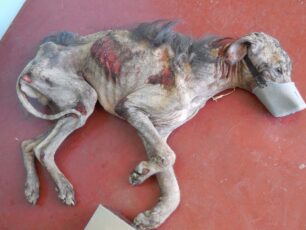 Αλεποχώρι: Εξόντωσε σέρνοντας με το μηχανάκι το σκελετωμένο σκυλί