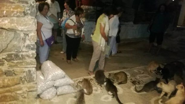 Οι τουρίστες τους συγχαίρουν επειδή ταΐζουν τις γάτες στην Αιγιάλη της Αμοργού