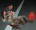 Καστοριά: Άλλη μια αρκούδα νεκρή σε τροχαίο στην Εγνατία Οδό