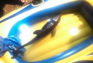 Πέθανε το νεαρό δελφίνι που εντοπίστηκε τραυματισμένο στο Λέχαιο Κορινθίας