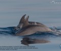 Ένα μωρό δελφίνι κολυμπάει ανάμεσα στους γονείς του