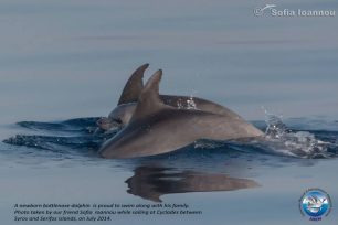 Ένα μωρό δελφίνι κολυμπάει ανάμεσα στους γονείς του