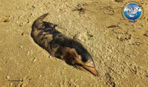 Χαλκιδική: Νεκρό νεογέννητο δελφίνι με κομμένα όλα του τα πτερύγια