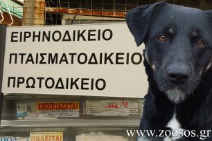 Ζητούν από τον εισαγγελέα Εφετών Αγρινίου να ασκήσει έφεση κατά της απόφασης που αθώωσε τον δολοφόνο του σκυλιού στο Αιτωλικό