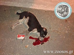 Ο Δήμος Καρύστου καταδικάζει το έγκλημα εις βάρος της σκυλίτσας στα Νέα Στύρα