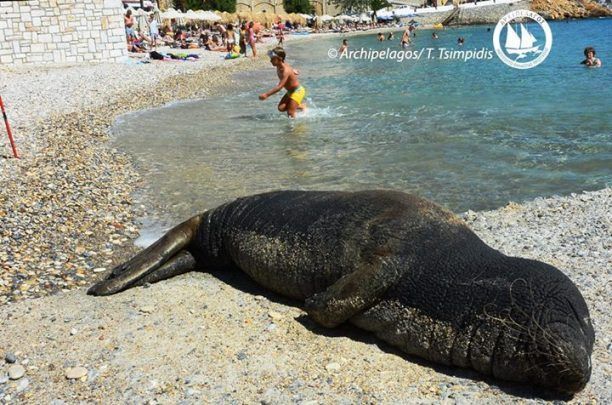 Μια ξεχωριστή φώκια, η Αργυρώ, λιάζεται σε παραλία της Σάμου