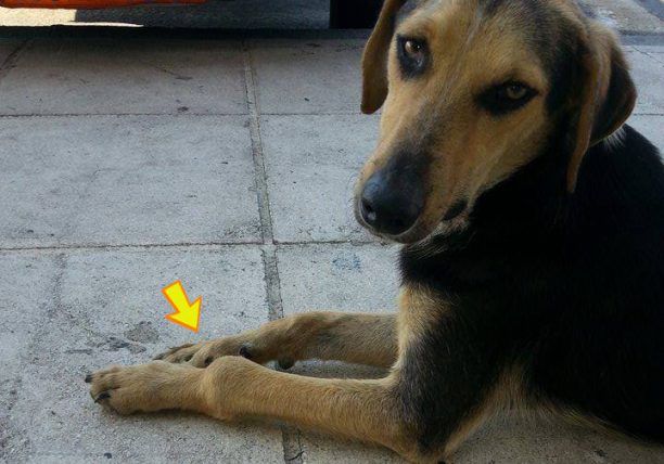 Έκκληση βοήθειας για τον σκύλο με τα σπασμένα πόδια στο Αεροδρόμιο Ηρακλείου