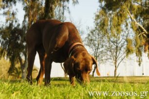Πάτρα: Της επέβαλαν πρόστιμο επειδή καθόταν στο παγκάκι με τον σκύλο της