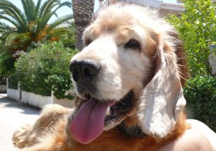 Πρέβεζα: Δικογραφία εις βάρος του ιδιοκτήτη που εγκατέλειψε τον υπερήλικο σκύλο του