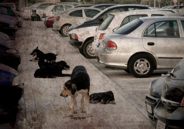 Προειδοποιούν τον Δήμο Κορινθίων να μη μαντρώσει τ' αδέσποτα