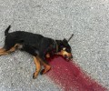 Ο εκτελεστής του σκύλου στη Λέσβο ψευδώς διαδίδει ότι τον έδειραν