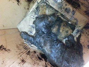 Πέθανε ο σκύλος που δηλητηριάστηκε από πίσσα στα Οινόφυτα Βοιωτίας