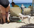 Αντιαισθητικά χαρακτηρίζει τα ζώα στις παραλίες ο κτηνίατρος της Εθνικής Σχολής Δημόσιας Υγείας!