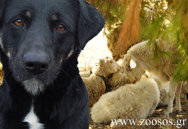 Βόλος: Οι βοσκοί εκτέλεσαν τα σκυλιά που επανεντάχθηκαν στο φυσικό τους περιβάλλον