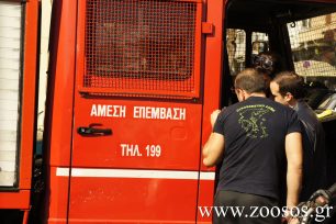 Πυροσβέστης έσωσε τους σκύλους και τις γάτες από μονοκατοικία που πήρε φωτιά στο Αγγελοχώρι Θεσσαλονίκης