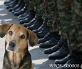 Στρατόπεδο Αυλώνα: Πετάνε τα αποφάγια αντί να τα δίνουν στα αδέσποτα σκυλιά!