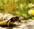 Οδηγίες φροντίδας για νεοσσούς, χελώνες και μωρά θηλαστικά