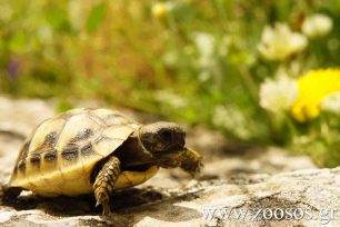 Οδηγίες φροντίδας για νεοσσούς, χελώνες και μωρά θηλαστικά