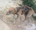 Ηράκλειο Κρήτης: Ο καθηγητής που κακοποιούσε τον σκύλο του κατηγορεί τους φιλόζωους επειδή έσωσαν το ζώο