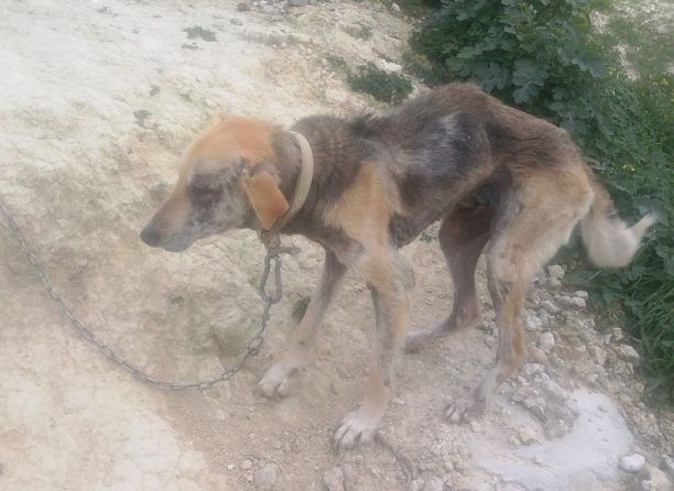 Ηράκλειο Κρήτης: Ο καθηγητής που κακοποιούσε τον σκύλο του κατηγορεί τους φιλόζωους επειδή έσωσαν το ζώο