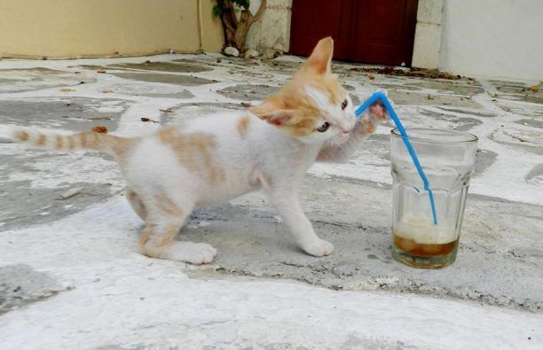 Μεγάλωσε το γατάκι και πίνει και καφέ!