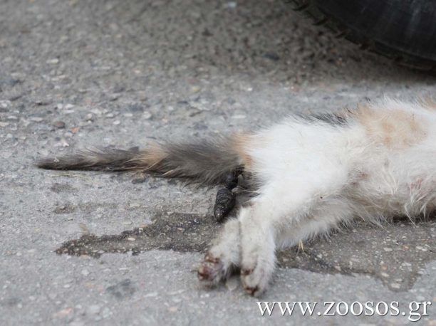 Έσπασε στο ξύλο γάτα μέσα στο μαγαζί του μπροστά στους τουρίστες που φώναζαν στον Άγιο Αιδηψού