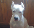 Χάθηκε θηλυκός σκύλος Dogo Argentino στην Χαλκίδα