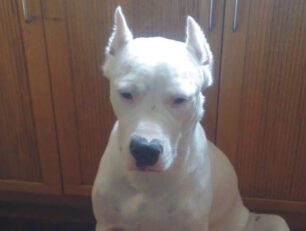 Χάθηκε θηλυκός σκύλος Dogo Argentino στην Χαλκίδα