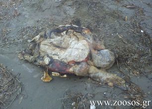 Άλλη μια θαλάσσια χελώνα νεκρή στην παραλία της Νέας Κίου