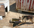 Λήμνος: Σκυλιά και γάιδαρος σκελετωμένα χωρίς τροφή και νερό όλη μέρα κάτω από τον καυτό ήλιο