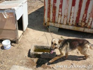 Λήμνος: Σκυλιά και γάιδαρος σκελετωμένα χωρίς τροφή και νερό όλη μέρα κάτω από τον καυτό ήλιο