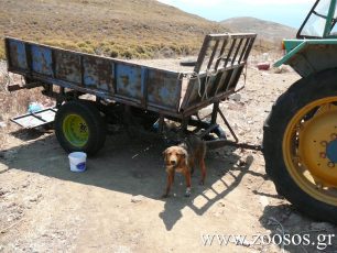 Λήμνος: Εξαφάνισε τα σκυλιά που βρήκε σκελετωμένα η τουρίστρια μετά το δημοσίευμα
