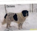 Χάθηκε αρσενικός σκύλος στον Βαρνάβα Αττικής