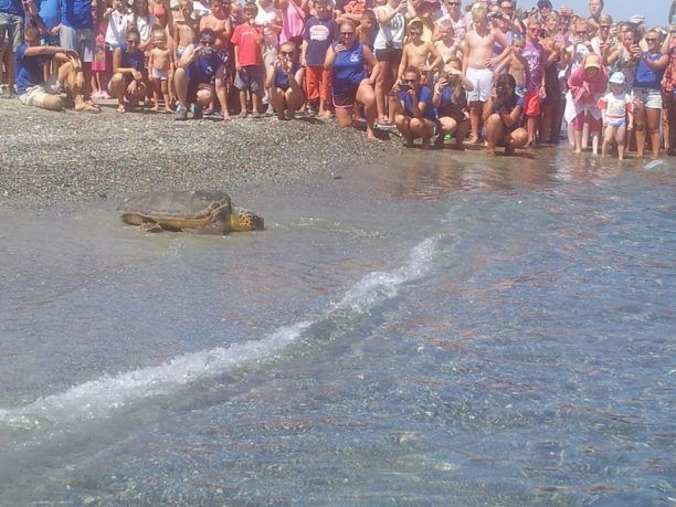 Απελευθέρωσαν στα Χανιά τη θαλάσσια χελώνα που γιάτρεψαν