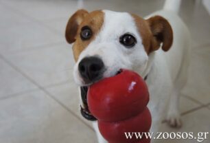 Καστανίτσα Αρκαδίας: Τους έδιωξαν από την αυλή του καφενείου επειδή είχαν σκύλο!