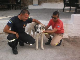 Σαλαμίνα: Οι πυροσβέστες έσωσαν το σκύλο που έδερνε ο ιδιοκτήτης του!