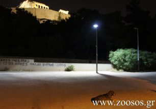 Κλώτσησε τον σκύλο έξω από την εκκλησία κάτω απ' την Ακρόπολη μπροστά στους τουρίστες