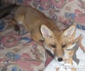 Η αλεπού που ζούσε ως κατοικίδιο στο Μαρούσι ξαναβρίσκει την άγρια φύση της
