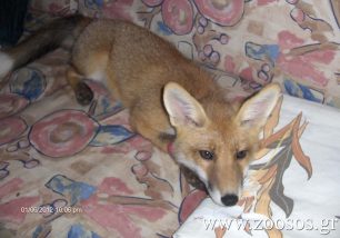 Η αλεπού που ζούσε ως κατοικίδιο στο Μαρούσι ξαναβρίσκει την άγρια φύση της