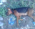 Αλμυρός Μαγνησίας: Εκτέλεσε τη σκυλίτσα του γείτονα επειδή την πέρασε για αδέσποτο!