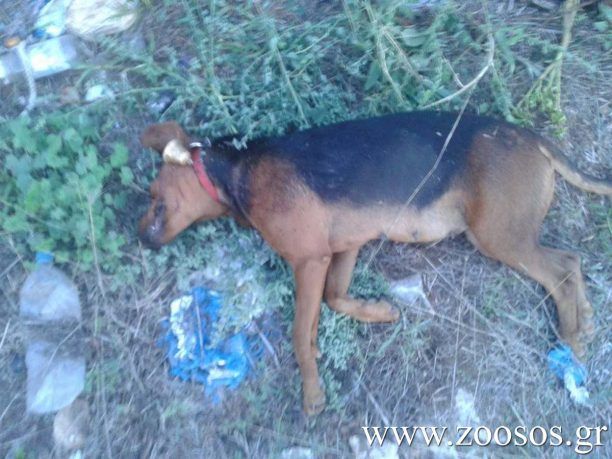 Αλμυρός Μαγνησίας: Εκτέλεσε τη σκυλίτσα του γείτονα επειδή την πέρασε για αδέσποτο!