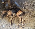 Ηράκλειο Κρήτης: Εκτέλεσε τον φοβισμένο αδέσποτο σκύλο