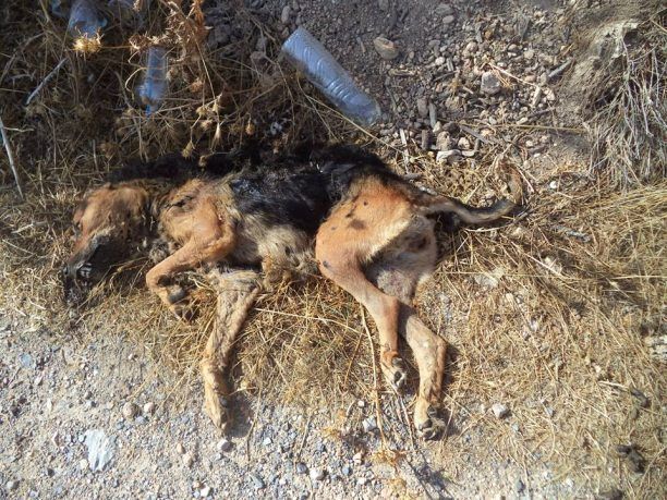Ηράκλειο Κρήτης: Εκτέλεσε τον φοβισμένο αδέσποτο σκύλο
