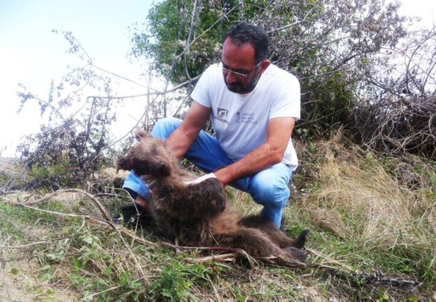 Νεκρό αρκουδάκι σε τροχαίο κοντά στο Νεστόριο Καστοριάς