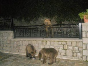 Οι άνθρωποι θανάσιμος κίνδυνος για τα αρκουδάκια του Μετσόβου