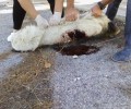 Γιατί η ΕΛ.ΑΣ. δεν έχει επιβάλλει το διοικητικό πρόστιμο στο δολοφόνο του σκύλου στο Χαϊδάρι;