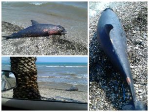 Άργος: Νεκρό δελφίνι στην παραλία Μύλοι
