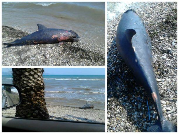 Άργος: Νεκρό δελφίνι στην παραλία Μύλοι