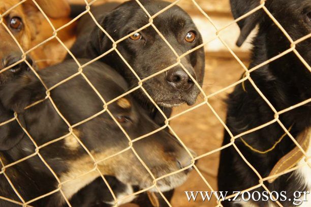 Που θα καταλήξουν 150 σκυλιά απ' το καταφύγιο στο Βασιλικό Εύβοιας που κλείνει Εισαγγελία, Δήμος Χαλκιδέων, Περιφέρεια; (Βίντεο)